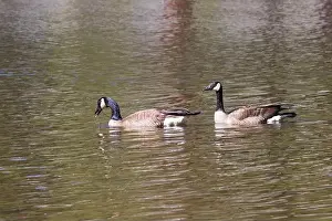 Rippled Prints: A pair of Canadian geese (Branta canadensis) foraging in the shallow waters of Blue Lake
