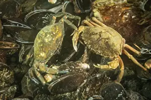 Cold Water Prints: A pair of cold salt water zeeland crabs on many mussel shells in Dutch Netherlands scuba dive site