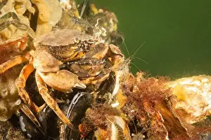 Cold Water Prints: A pair of cold salt water Zeeland crabs and shrimp on mussel shells in Dutch Netherlands scuba dive site