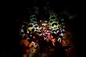 Three Animals Prints: Pair of Coleman Shrimps (Periclimenes colemani) on top of a fire sea urchin (Astropyga radiata)