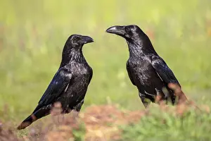 Gleaming Prints: Pair of Common Raven (Corvus corax) perched in grass in sunny weather with bright background