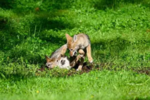 Canis Latrans Prints: Pair of coyote pups engaged in play fighing in green field in spring