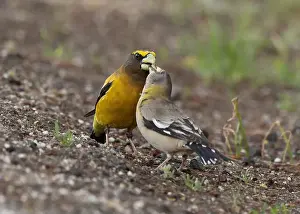 Courtship Prints: A pair of Evening Grosbeaks (Coccothraustes vespertinus)