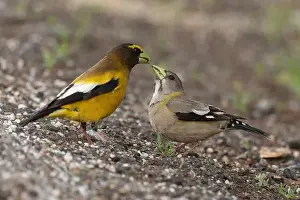 Courtship Prints: A pair of Evening Grosbeaks (Coccothraustes vespertinus)