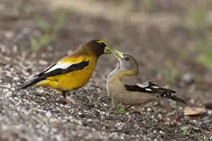 Courtship Prints: A pair of Evening Grosbeaks (Coccothraustes vespertinus)