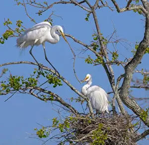 Alba Prints: A pair of great egrets (Ardea alba) building nest, Houston area, Texas, USA