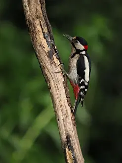 Olympus Prints: This pair of great spotted woodpeckers are taking advantage of an easy food source in my garden some of which they are