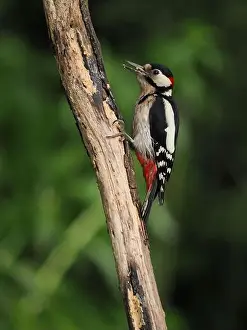 Olympus Prints: This pair of great spotted woodpeckers are taking advantage of an easy food source in my garden some of which they are