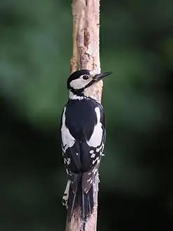 Olympus Prints: This pair of great spotted woodpeckers are taking advantage of an easy food source in my garden some of which they are
