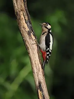 Olympus Prints: This pair of great spotted woodpeckers are taking advantage of an easy food source in my garden some of which they are