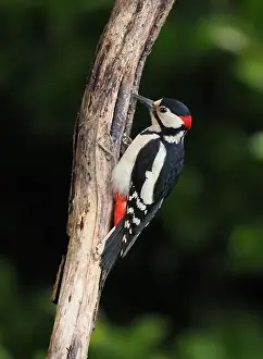 Olympus Prints: This pair of great spotted woodpeckers are taking advantage of an easy food source in my garden some of which they are