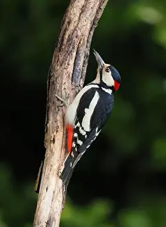 Olympus Prints: This pair of great spotted woodpeckers are taking advantage of an easy food source in my garden some of which they are