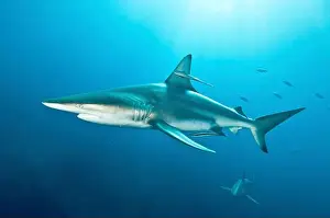 Kwazulu Natal Prints: A pair of large oceanic blacktip sharks, Aliwal Shoal, South Africa