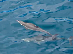 Cetacean Prints: A pair of long-beaked common dolphins (Delphinus capensis)