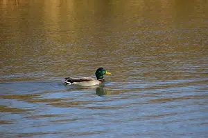 Drake Prints: A pair of Mallard ducks feeding in a small pond in southwestern Wisconsin in late October