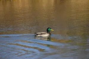 Drake Prints: A pair of Mallard ducks feeding in a small pond in southwestern Wisconsin in late October