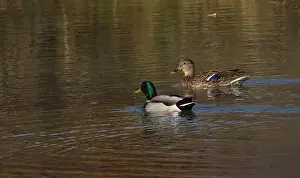Drake Prints: A pair of Mallard ducks feeding in a small pond in southwestern Wisconsin in late October