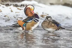 Laval Prints: Pair Mandarin duck (Aix galericulata) in winter