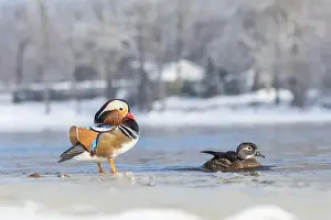Laval Prints: Pair Mandarin duck (Aix galericulata) in winter