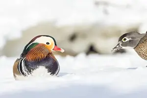Laval Prints: Pair Mandarin duck (Aix galericulata) in winter