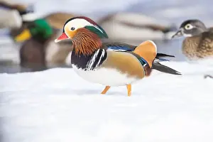 Laval Prints: Pair Mandarin duck (Aix galericulata) in winter