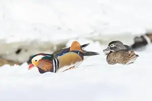 Laval Prints: Pair Mandarin duck (Aix galericulata) in winter