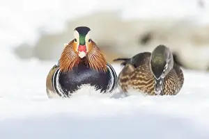 Laval Prints: Pair Mandarin duck (Aix galericulata) in winter