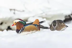 Laval Prints: Pair Mandarin duck (Aix galericulata) in winter