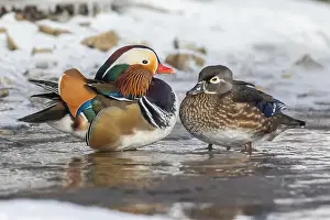 Laval Prints: Pair Mandarin duck (Aix galericulata) in winter