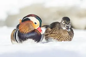 Laval Prints: Pair Mandarin duck (Aix galericulata) in winter