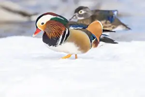 Laval Prints: Pair Mandarin duck (Aix galericulata) in winter