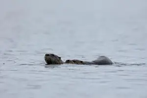 Mounting Prints: Pair of North American River Otters mating while swimming (or just catching a ride) in Victoria