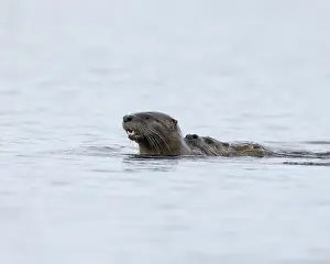 Mounting Prints: Pair of North American River Otters mating while swimming (or just catching a ride) in Victoria