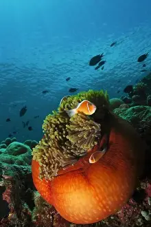Omnivore Prints: Pair of pink skunk clownfish (Amphiprion perideraion) in a bright orange anemone