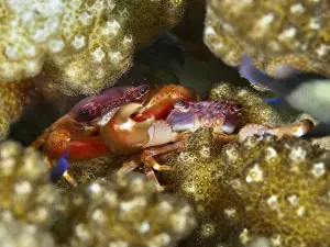 Crabs Prints: Pair of purple coral crab (Trapezia cymodoce) hiding between brown corals