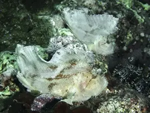 Taenianotus Triacanthus Prints: A pair of rocking fish (Taenianotus triacanthus) on the seabed in a dark environment