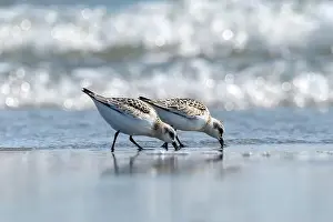 Nova Scotia Prints: Pair of sanderlings foraging at water's edge in Nova Scotia