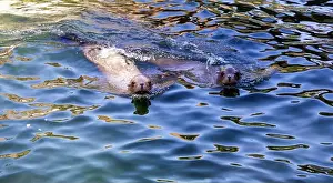 A pair of seals are swimming in the water. High quality photo