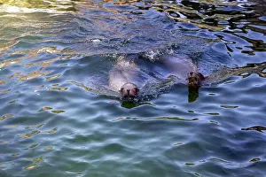 A pair of seals are swimming in the water. High quality photo