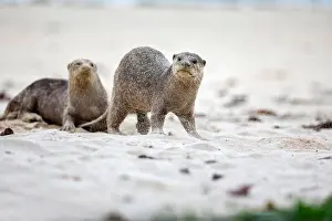 Differential Focus Prints: A pair of smooth coated otter mark their territory on Pasir Ris beach, Singapore