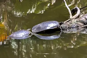 Carapace Prints: Pair of spiny softshell turtles sunning on a log