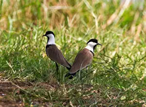 Cryptic Prints: A pair of Spur-winged Lapwing are always vigilant protecting their territory from intruders