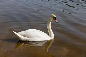 Swans Prints: a pair of swans feed in the lake in the spring