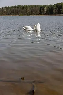 Swans Prints: a pair of swans feed in the lake in the spring