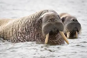 Pinniped Prints: Pair of walrus with large tusks make eye contact in Svalbard Norway