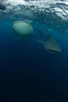 Two Animals Prints: Pair of whale sharks (Rhincodon typus) swimming near the surface