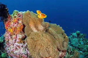 Two Animals Prints: A pair of white capped clownfish, Solomon Island