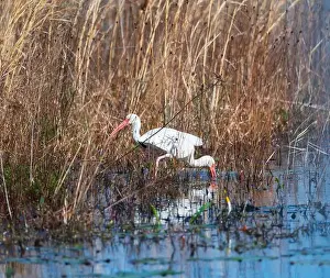 Ethology Prints: A pair of White Ibis in the Grasses in Okefenokee National Wildlife Refuge in Georgia