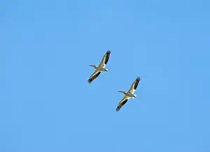 Mississippi River Prints: A Pair of White Pelicans in Flight at Spring Lake Along the Mississippi River in Illinois