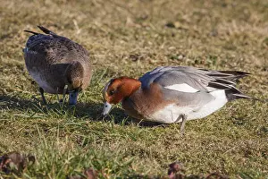 Graze Prints: A pair of Wigeon grazing on grass